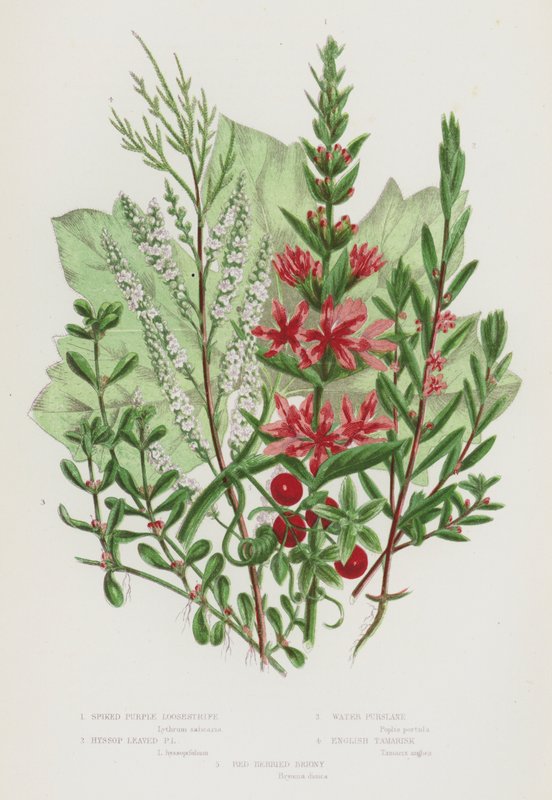Plantas de floração da Grã-Bretanha: Púrpura Púrpura Lisa, Púrpura Folhada Hyssop, Púrpura Água, Tamarisk Inglês, Briony Bagas Vermelhas (cor litho) de English School