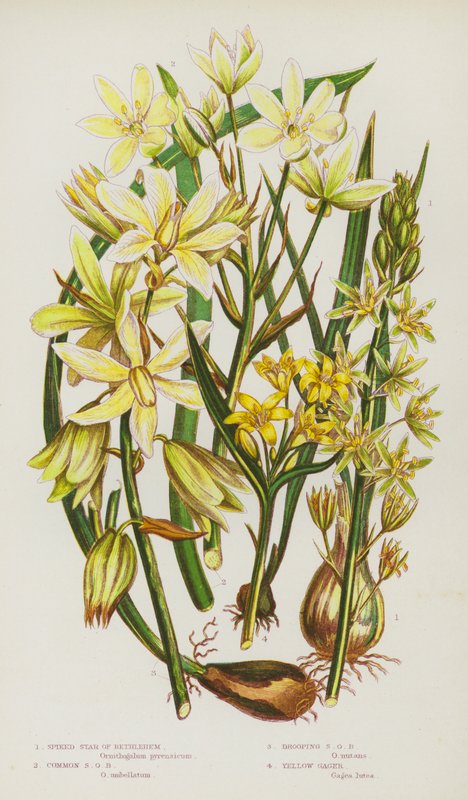 Plantas de floração da Grã-Bretanha: Estrela de Belém, Estrela Comum de Belém, Estrela de Garganta Amarela (cor litho) de English School