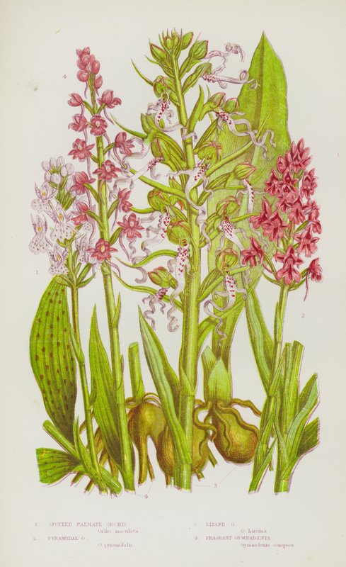 Plantas com flores da Grã-Bretanha: Orquídea Palmada Manchada, Orquídea Piramidal, Orquídea Lagarto, Gymnadenia Fragrante (litografia a cores) de English School