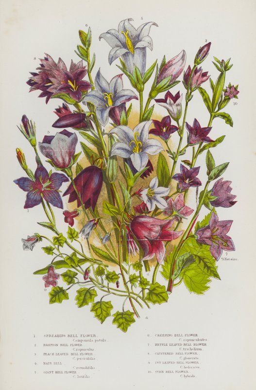 Plantas com flores da Grã-Bretanha: Campainha, campainha-dos-campos, campainha-de-pêssego, campainha-dos-cabelos, campainha-gigante, campainha-rasteira, campainha-das-urtigas, campainha-agrupada, campainha-das-heras, campainha-do-milho (cor de English School