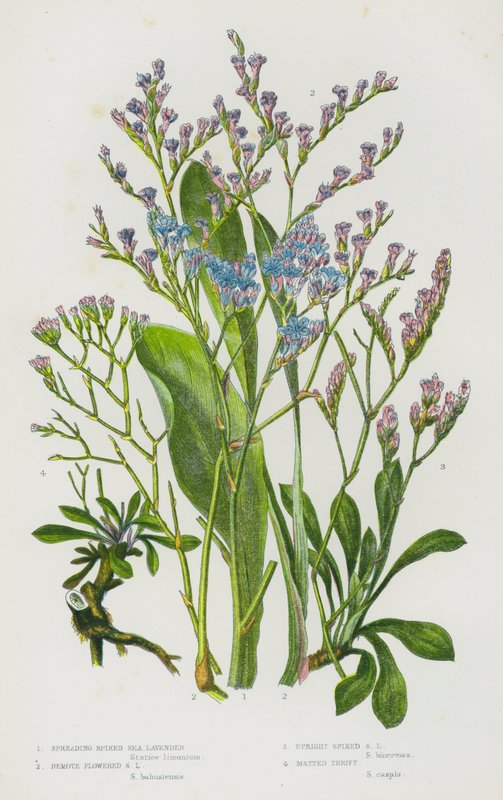 Plantas de floração da Grã-Bretanha: Espalhamento da Lavanda Marinha Espigada, Lavanda Marinha com Flor Remota, Lavanda Marinha com Espigão Direito, Lavanda Mate (cor litho) de English School