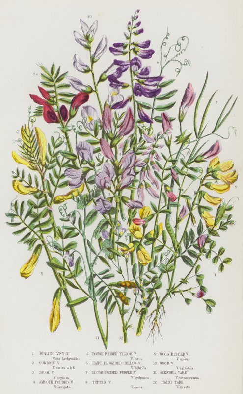 Plantas de floração da Grã-Bretanha: Ervilhaca de Primavera, Ervilhaca Comum, Ervilhaca do Bush, Ervilhaca Lisa, Ervilhaca Amarela, Ervilhaca Amarela Floral, Ervilhaca Roxa, Ervilhaca Tufada, Ervilhaca Amarga da Madeira, Ervilhaca da Madeira, Tara Fina, Ta de English School