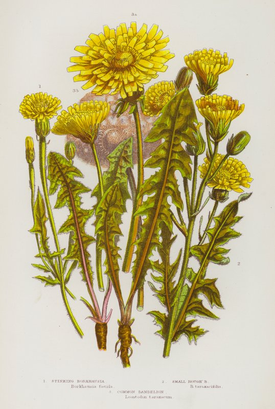 Plantas de floração da Grã-Bretanha: Borkhausia fedorenta, Pequeno Rough
