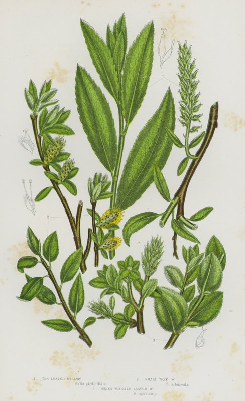 Plantas de floração da Grã-Bretanha: Salgueiro Folhado, Salgueiro-pequeno, Salgueiro-grande, Salgueiro-grande (cor litho) de English School