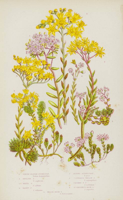Plantas de floração da Grã-Bretanha: Gema grossa, Gema inglesa, Gema branca, Gema peluda, Gema mordaz, Gema amarela sem sabor, Gema torta, Gema torta, Gema de rocha de São Vicente, Gema galesa (cor litho) de English School