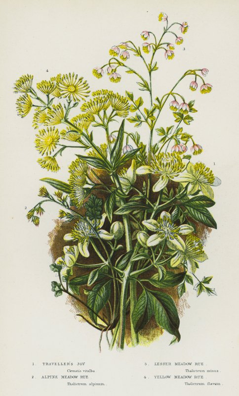 Plantas de floração da Grã-Bretanha: Alegria do viajante, Arruda dos Prados Alpinos, Arruda dos Prados Menores, Arruda dos Prados Amarelos (cor litho) de English School