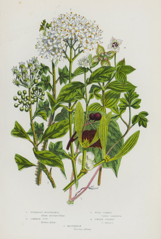Plantas com flor da Grã-Bretanha: Moschatell tuberosa, hera comum, Cornel selvagem, Cornel anão, visco (litografia a cores) de English School