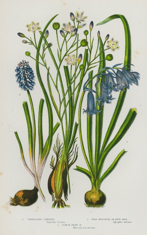 Plantas de floração da Grã-Bretanha: Variegate Simethis, Wild Hyacinth ou Blue-Bell, Starch Grape Hyacinth (cor litho) de English School