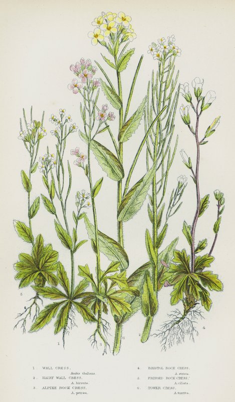 Plantas com flor da Grã-Bretanha: Agrião de parede, Agrião de parede peludo, Agrião de pedra alpino, Agrião de pedra de Bristol, Agrião de pedra com franjas, Agrião de torre (litografia a cores) de English School
