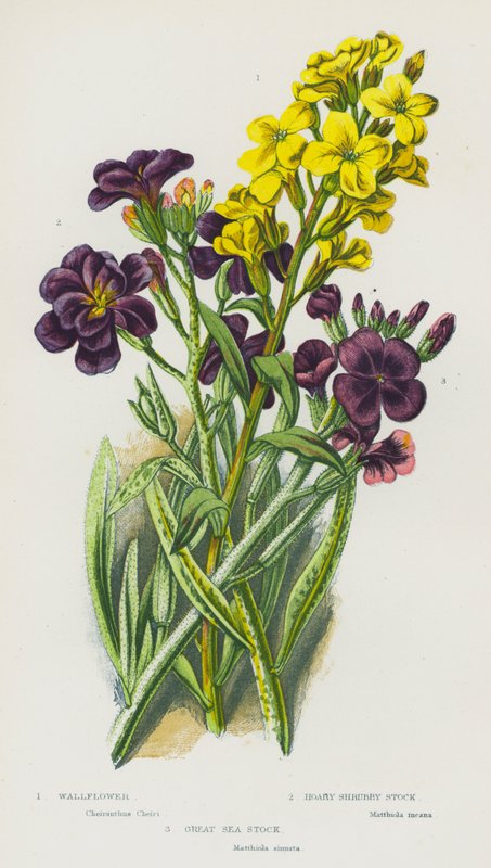 Plantas com flores da Grã-Bretanha: Wallflower, Hoary Shrubby Stock, Great Sea Stock (litografia a cores) de English School