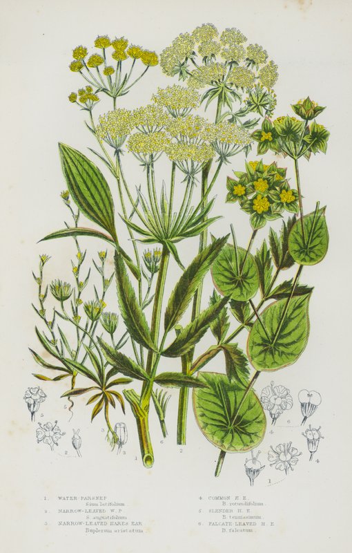 Plantas de floração da Grã-Bretanha: Water-Parsnep, Parsnep de água estreita, Orelha de lebre estreita, Orelha de lebre comum, Orelha de lebre delgada, Orelha de lebre falcada (cor litho) de English School