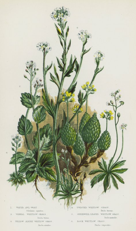 Plantas de floração da Grã-Bretanha: Água de Mosto, Pasto Branco Vernal, Pasto Branco Alpino Amarelo, Pasto Branco Torcido, Pasto Branco Folheado, Pasto Branco Folheado, Pasto Branco Rocha (cor litho) de English School