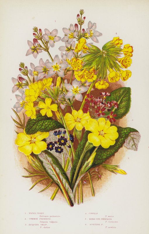 Plantas de floração da Grã-Bretanha: Violeta aquática, Prímula comum, Jacquins, Boi-cavalo, Prímula de olho de ave, Prímula escocesa (cor litho) de English School