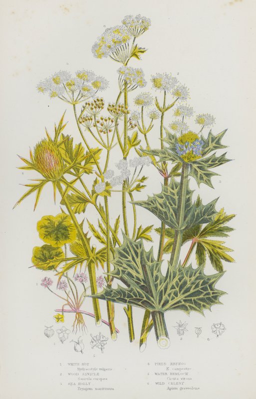 Plantas de floração da Grã-Bretanha: Podridão branca, Sanicle de madeira, Sea Holly, Field Eryngo, Water Hemlock, Wild Celery (cor litho) de English School