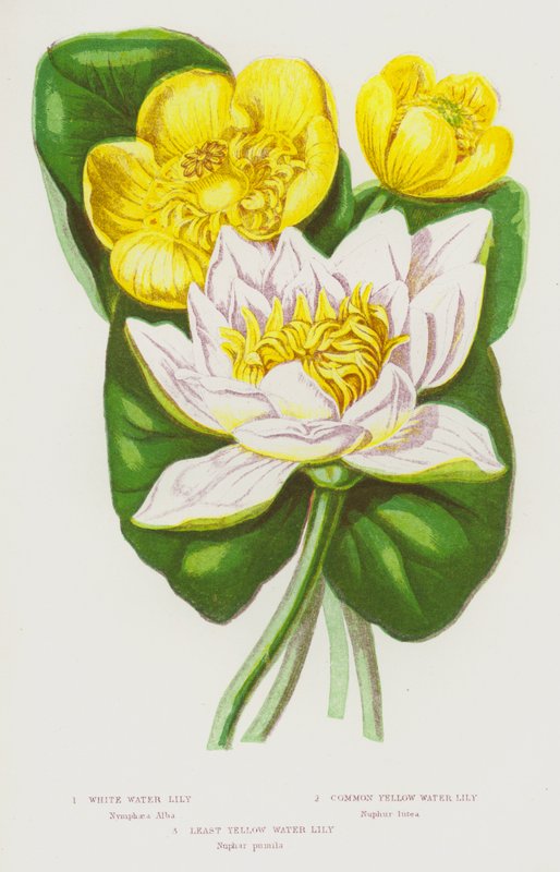 Plantas com flores da Grã-Bretanha: Nenúfar Branco, Nenúfar Amarelo Comum, Nenúfar Amarelo Menor (litografia a cores) de English School