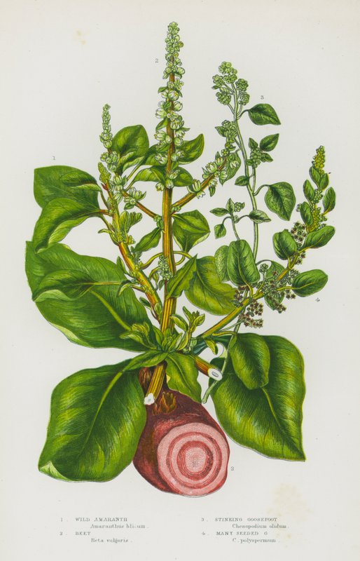 Plantas de floração da Grã-Bretanha: Amaranto Selvagem, Beterraba, Pés-de-Ganso Fedorento, Muitos Pés-de-Ganso Semente (cor litho) de English School