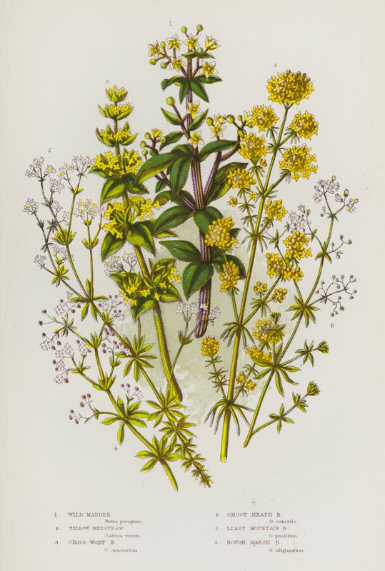 Plantas com flores da Grã-Bretanha: Wild Madder, Yellow Bedstraw, Cross-Wort Bedstraw, Smoot Heath Bedstraw, Least Mountain Bedstraw, Rough Marsh Bedstraw (litografia a cores) de English School