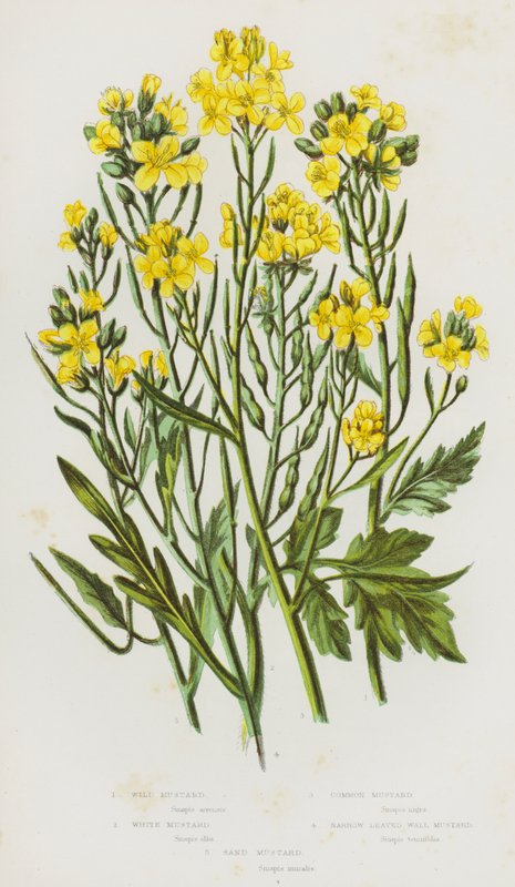 Plantas com flores da Grã-Bretanha: Mostarda Selvagem, Mostarda Branca, Mostarda Comum, Mostarda de Folhas Estreitas, Mostarda de Areia (litografia a cores) de English School