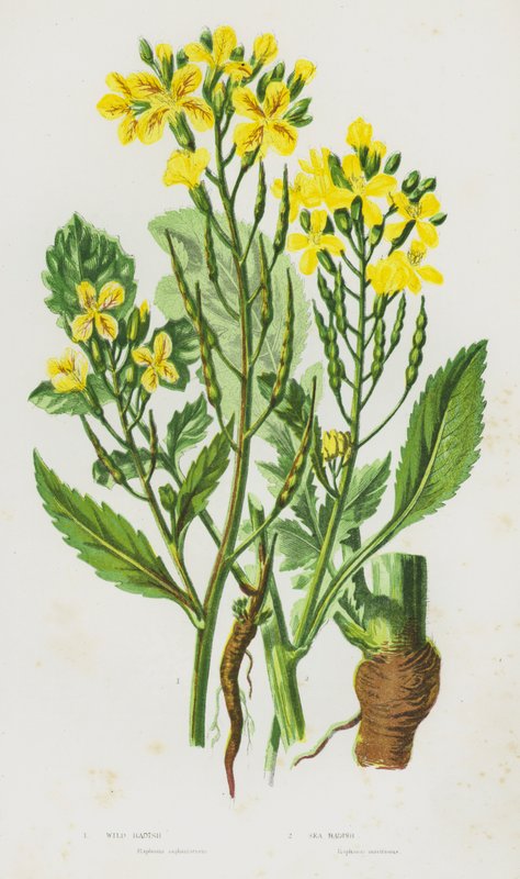 Plantas com flor da Grã-Bretanha: Rabanete Selvagem, Rabanete do Mar (litografia a cores) de English School