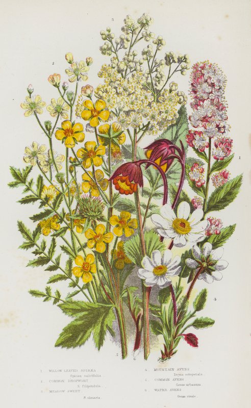 Plantas de floração da Grã-Bretanha: Willow Leaved Spiraea, Common Dropwort, Meadow Sweet, Mountain Avens, Common Avens, Water Avens (cor litho) de English School