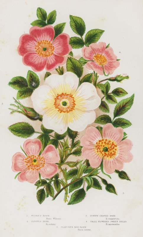 Plantas de floração da Grã-Bretanha: Wilson