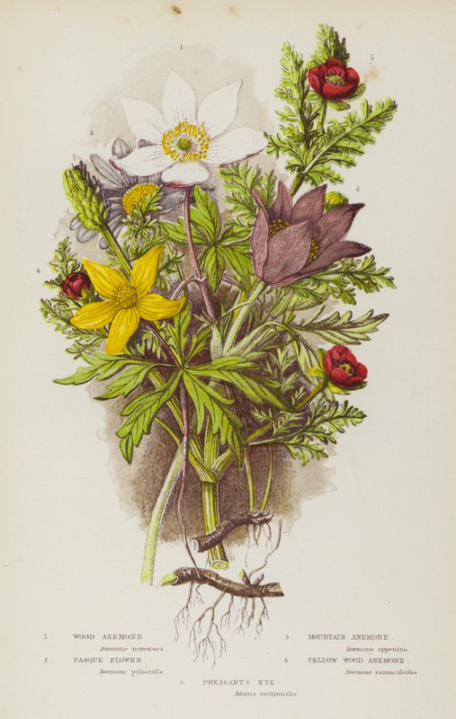 Plantas de floração da Grã-Bretanha: Anémona da Madeira, Flor de Pasque, Anémona da Montanha, Flor de Pasque, Anémona da Madeira Amarela, Olho de Faisão (cor litho) de English School