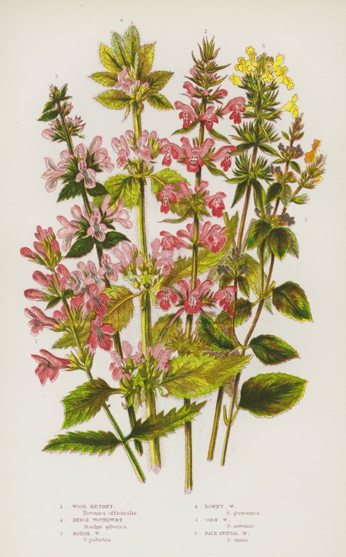 Plantas de floração da Grã-Bretanha: Betony de Madeira, Chicote de Sebe, Chicote de Pântano, Chicote de Downy, Chicote de Milho, Chicote Pálido Anual (cor litho) de English School