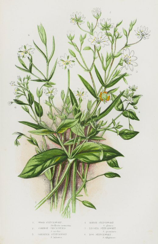 Plantas floridas da Grã-Bretanha: Erva-dos-pauis, Erva-dos-galhos, Erva-dos-pântanos, Erva-dos-pântanos-pequenos, Erva-dos-pântanos (litografia a cores) de English School