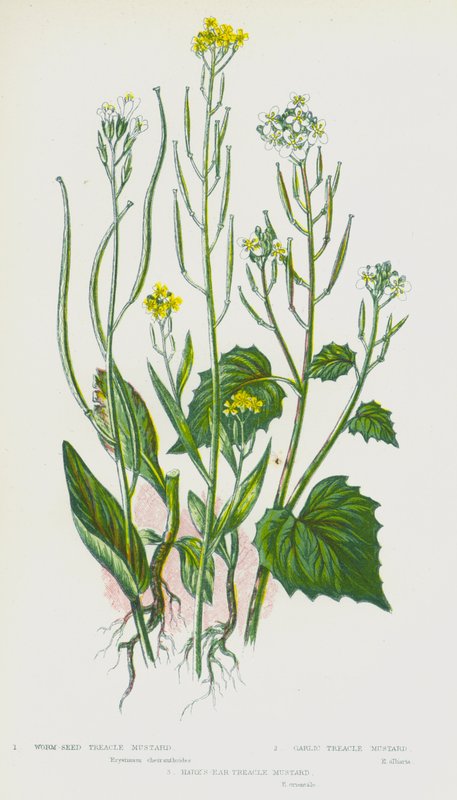 Plantas de floração da Grã-Bretanha: Mostarda de semente de minhoca, mostarda de alho, mostarda de treacle, mostarda de orelhas de lebre (cor litho) de English School