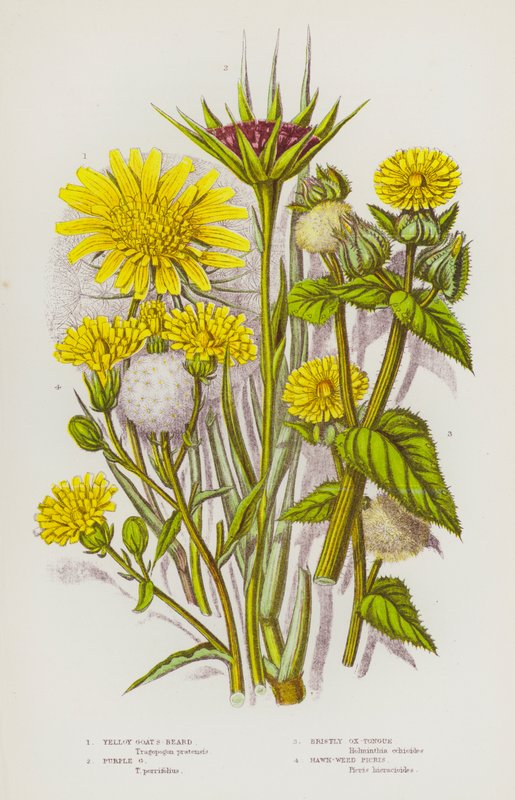 Plantas com flores da Grã-Bretanha: barba-de-bode amarela, barba-de-bode roxa, língua-de-boi de cerdas, erva-de-passarinho Picris (litografia a cores) de English School