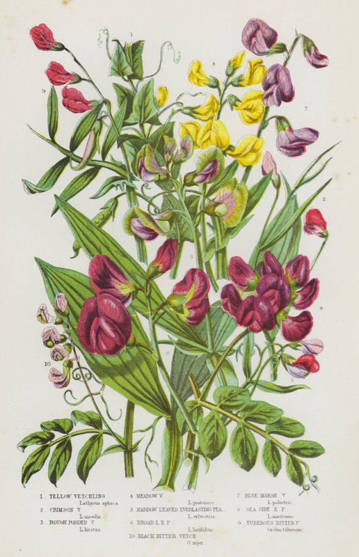 Plantas de floração da Grã-Bretanha: Ervilha amarela, Ervilha carmesim, Ervilha rugosa, Ervilha dos prados, Ervilha estreita e eterna, Ervilha larga e eterna, Ervilha negra e amarga, Ervilha do pântano azul, Ervilha do mar, Ervilha eterna, Pedaço tuberoso de English School