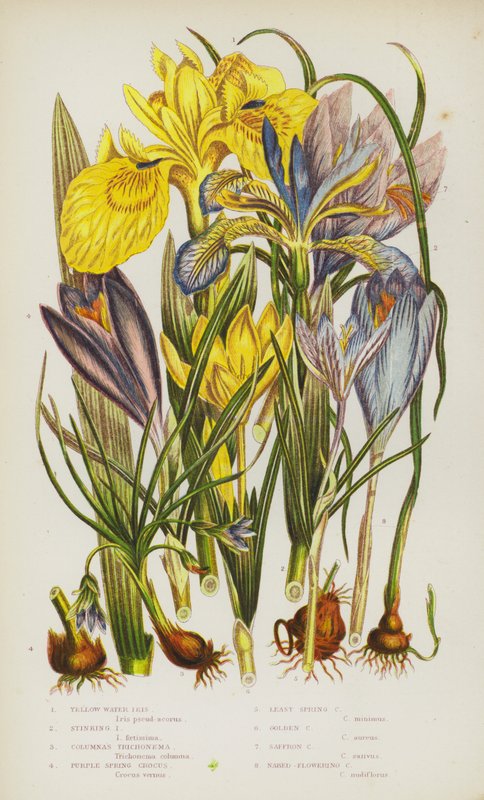 Plantas floridas da Grã-Bretanha: Íris de água amarela, Íris fedorento, Trichonema de Coluna, Crocus de Primavera púrpura, Crocus de Menos Mola, Crocus dourado, Crocus açafrão, Crocus de floração nua (cor litho) de English School