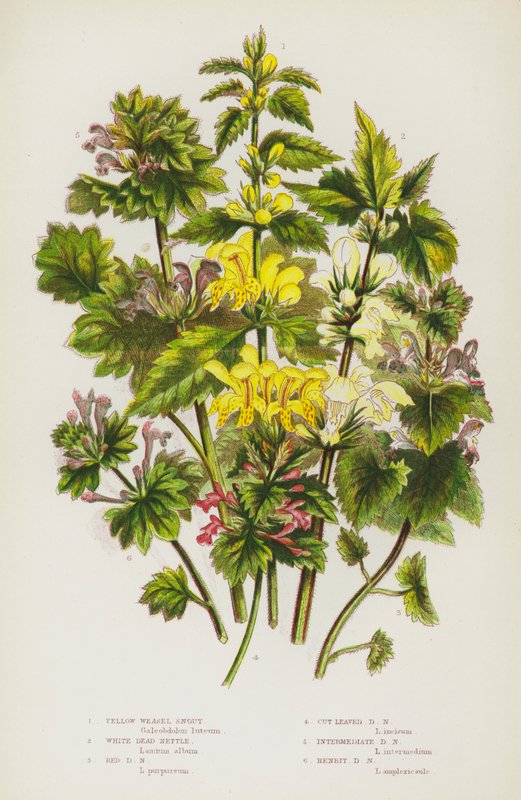 Flowering Plants of Great Britain: Yellow Weasel Snout, White Dead Nettle, Red Dead Nettle, Cut Leaved Dead Nettle, Intermediate Dead Nettle, Henbit Dead Nettle (litografia a cores) de English School