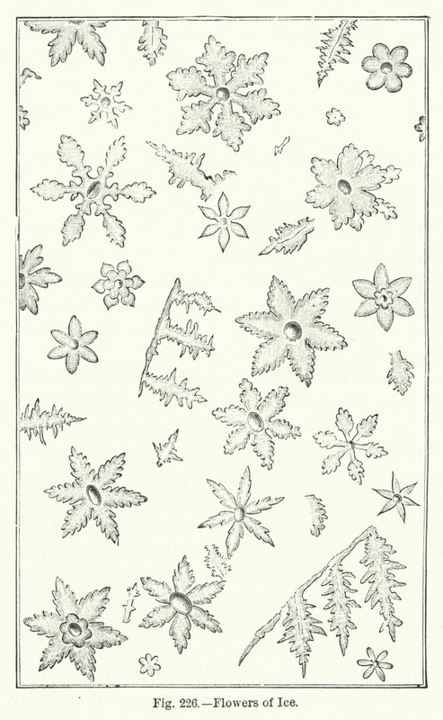 Flores de gelo (gravura) de English School