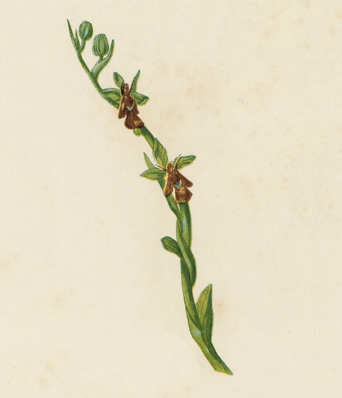 Fly Orchis, Ophrys Muscifera (cor litho) de English School