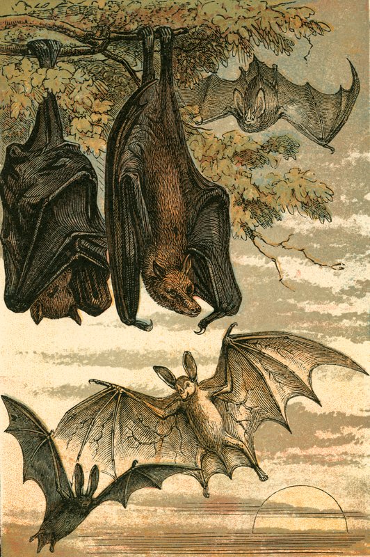 Raposa voadora, morcego-vampiro, morcego comum e vampiro-fantasma de English School