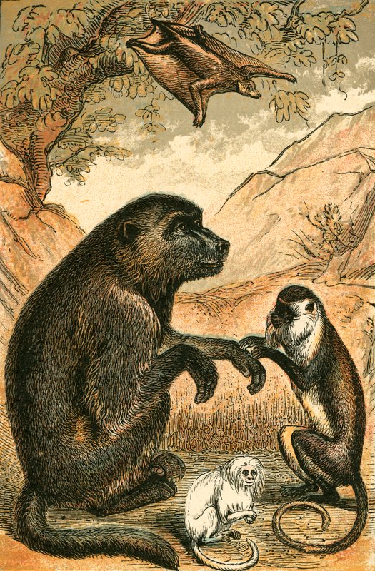 Lemur voador, babuíno, macaco de Diana e sagui de English School