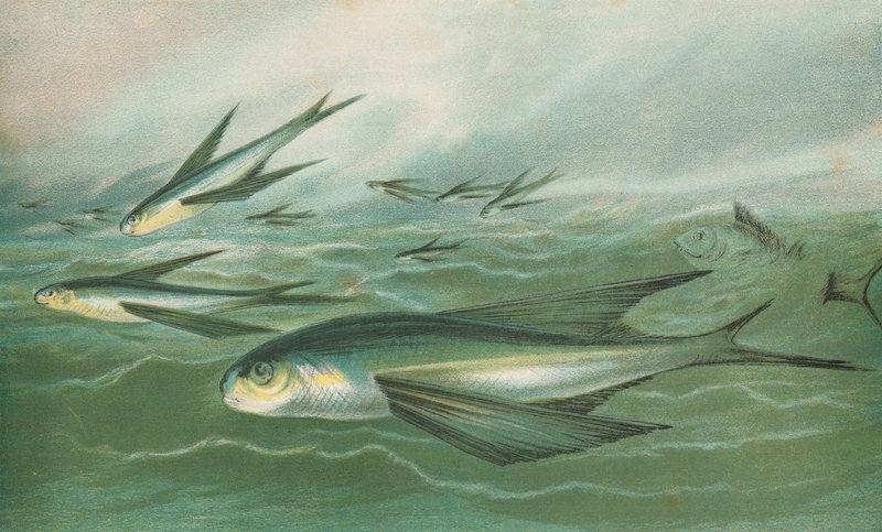 Peixe voador de English School