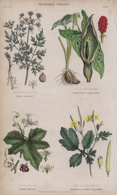 Fool "s Salsley; Cuckoo Pint ou Wake Robin; White Bryony; Greater or Common Celandine de English School