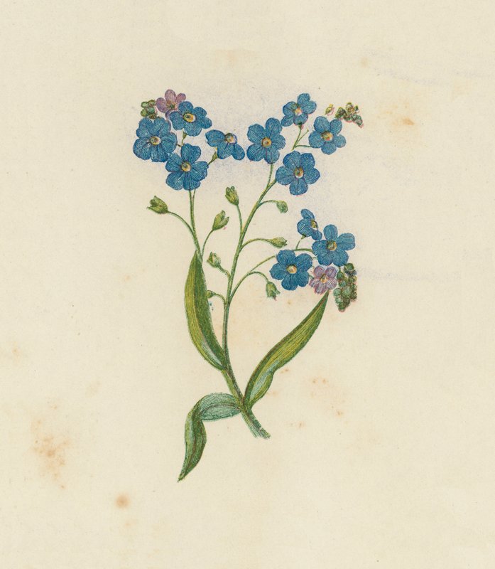 Forget-Me-Not, Myosotis Palustris (cor litho) de English School