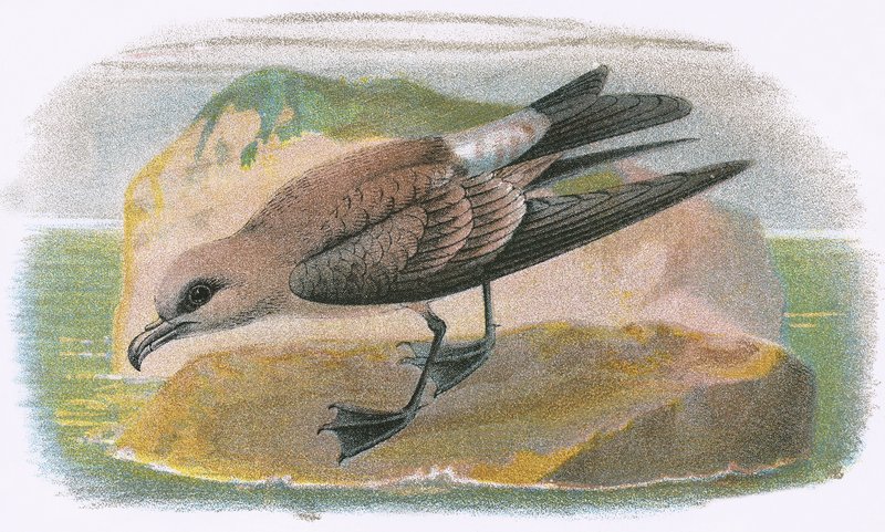 Petrel de cauda de garfo de English School
