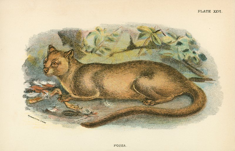 fossa de English School