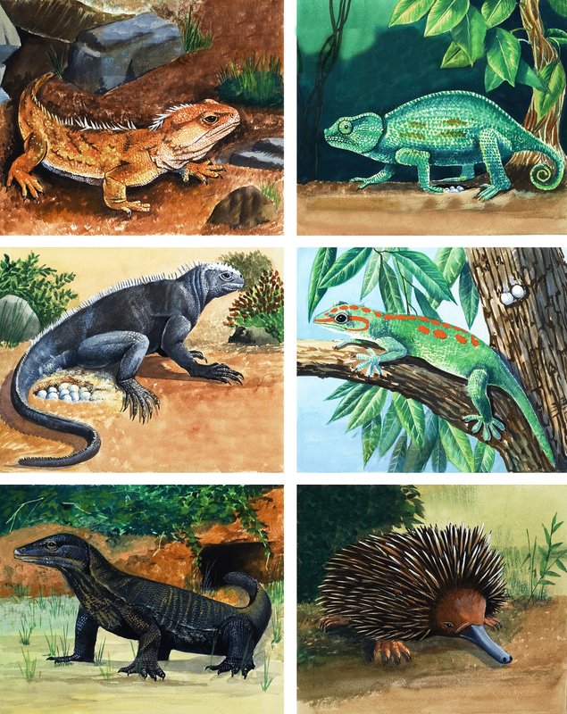 Animais de quatro patas que põem ovos de English School