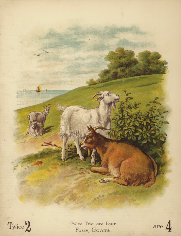 Quatro cabras (cromolitho) de English School