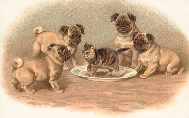 Quatro, pug, cachorros, sentando, ao redor, um, gatinho, ligado, um, prato de English School