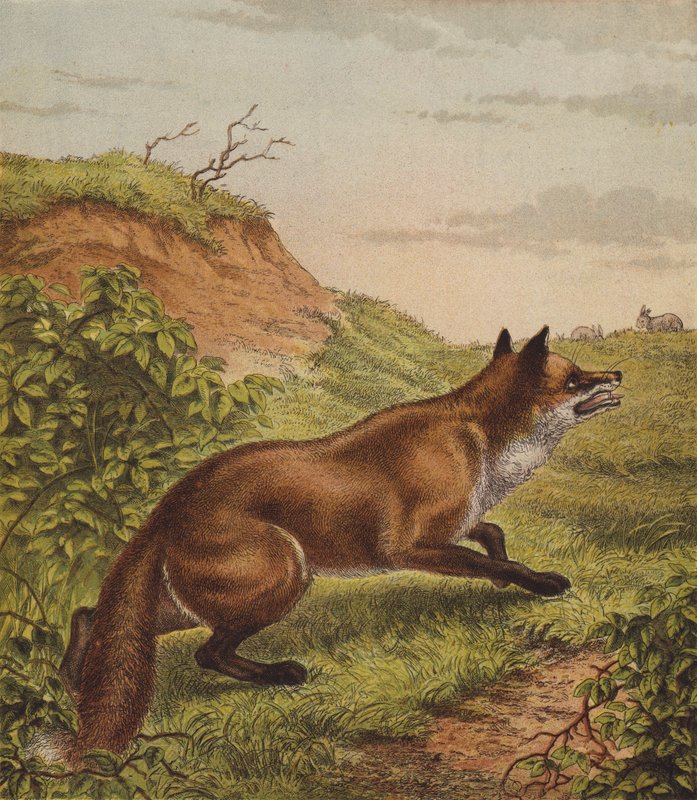 Raposa (cor litho) de English School