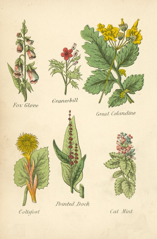 Fox Glove, Granesbill, Great Cetandine, Coltsfoot, Pointed Dock, Cat Mint (litografia a cores) de English School