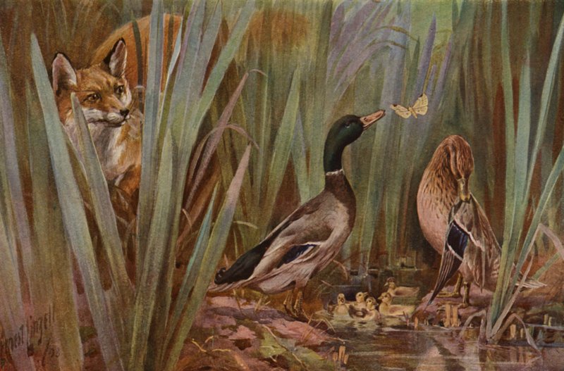 Raposa a observar uma família de patos (cor litho) de English School