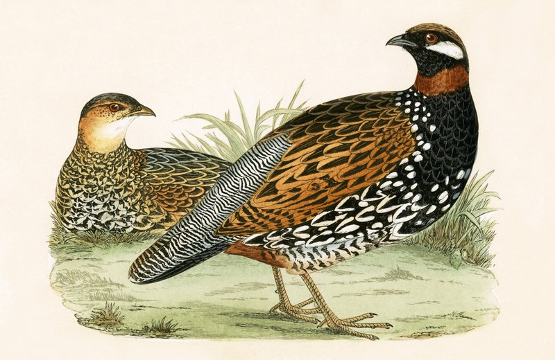 Francolin, ilustração de "Uma História das Aves da Europa Não Observadas nas Ilhas Britânicas", de Charles Robert Bree (1811-1886), publicada em 1867 de English School