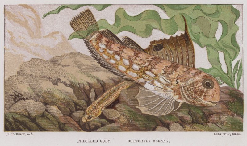 Goby sardento, Butterfly Blenny (litografia a cores) de English School